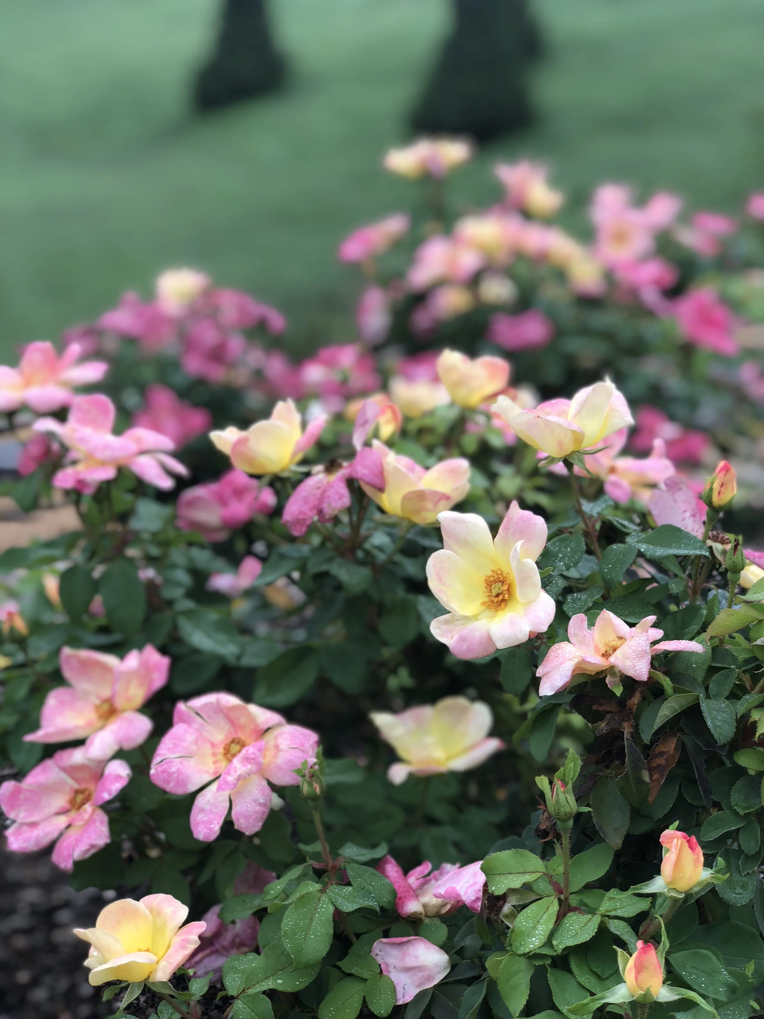 The Champion™ Sunblush Rose — American Rose Trials for Sustainability®